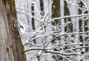 Christmas Bird Count